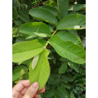 lá ổi tươi uống nước 500g