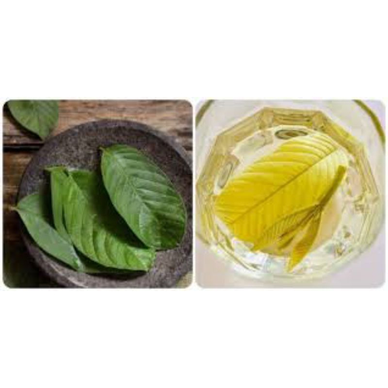 lá ổi tươi uống nước 500g