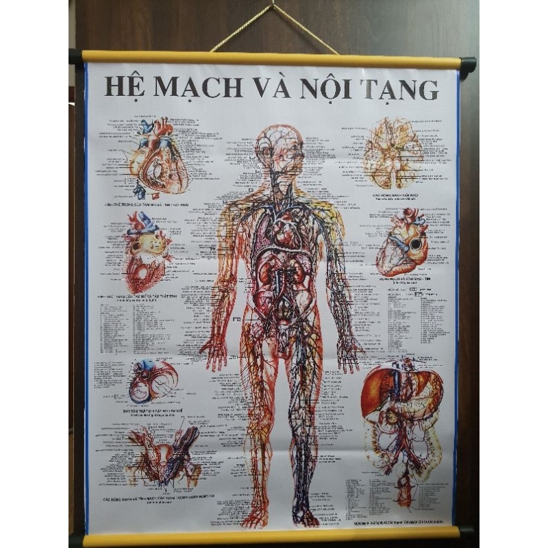 Tranh hệ mạch và nội tạng 70×90cm