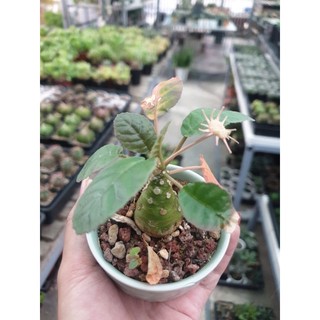 Cây mặt trời