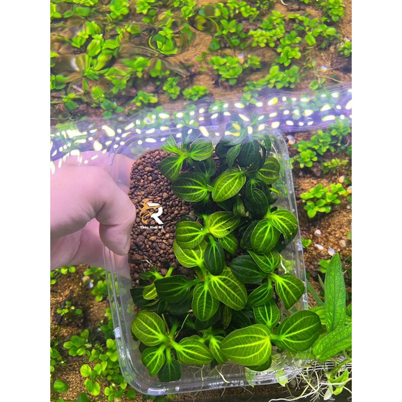 TRẦU 09 IGUAZU 2009