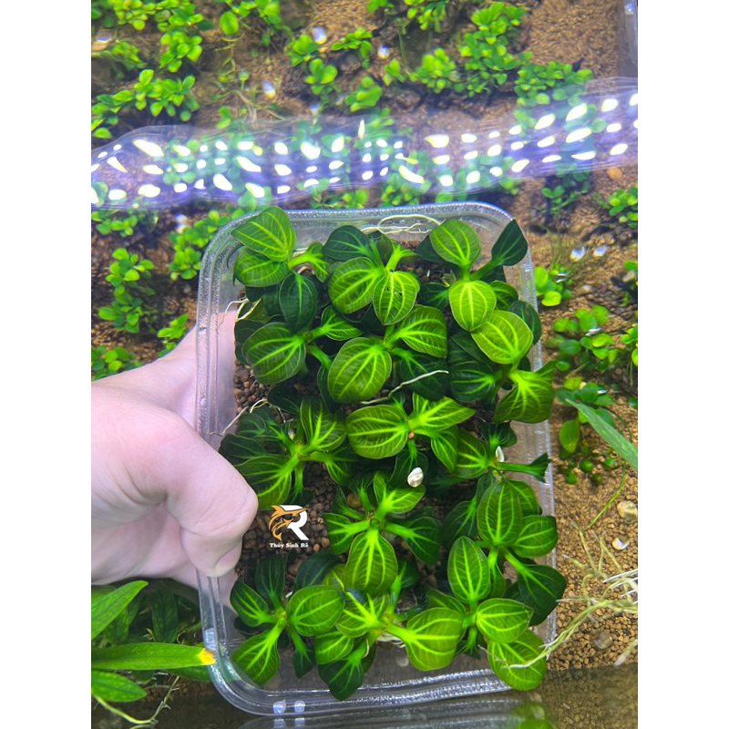 TRẦU 09 IGUAZU 2009