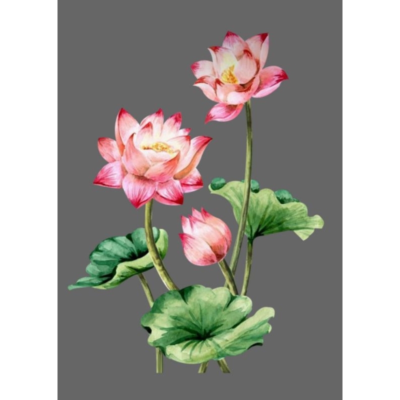 Hình ủi ép nhiệt, in áo. Mẫu Hoa sen HS5 in áo dài, váy yếm, áo bà ba cho mẹ và bé