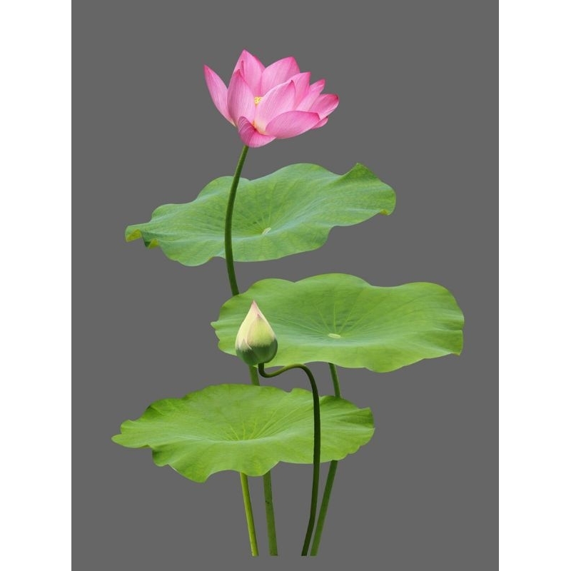 Hình ủi ép nhiệt, in áo. Mẫu Hoa sen HS5 in áo dài, váy yếm, áo bà ba cho mẹ và bé