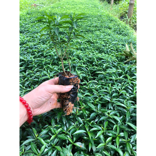 Cây mai vạn phúc(mai tiểu thư),cây sẵn hoa