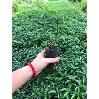 Cây mai vạn phúc(mai tiểu thư),cây sẵn hoa