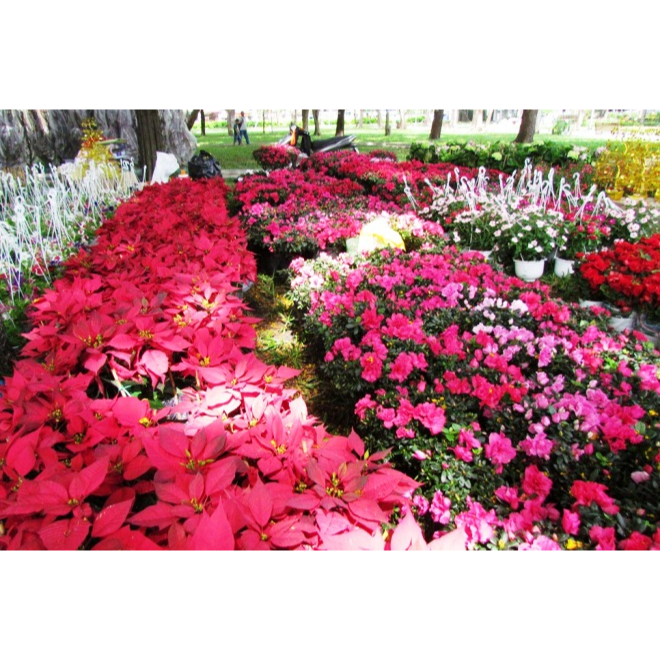 1Kg Phân bón Hữu cơ viên nở nhập khẩu Nhật Bản  cho rau sạch hoa cây cảnh cây ăn trái