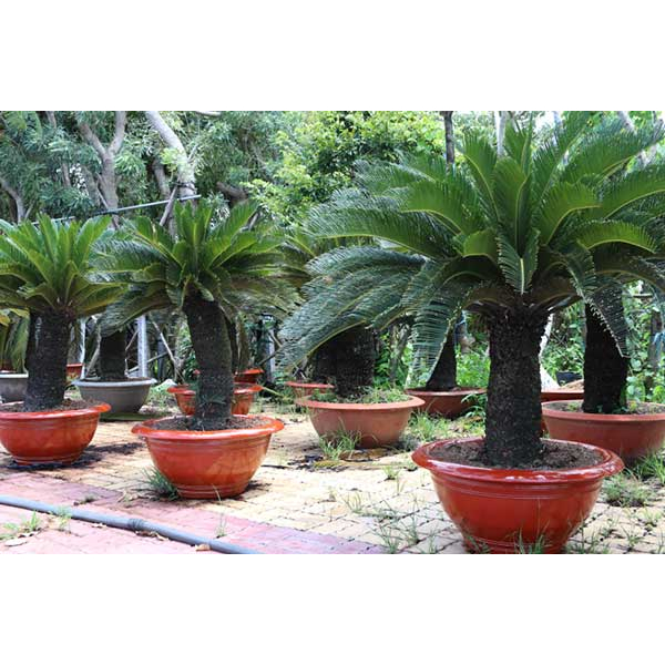 1Kg Phân bón Hữu cơ viên nở nhập khẩu Nhật Bản  cho rau sạch hoa cây cảnh cây ăn trái