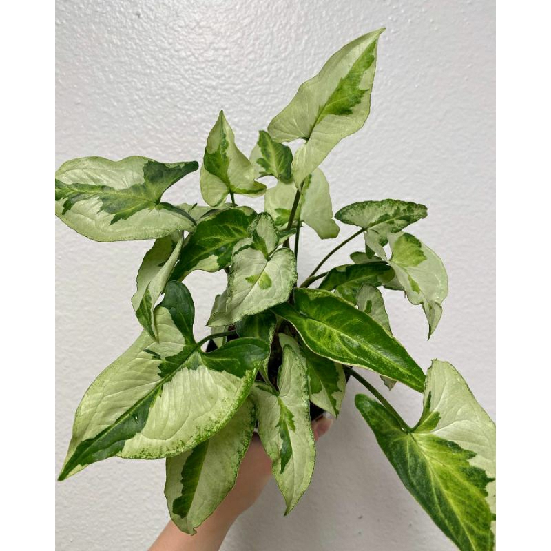 Trầu Syngonium var bạc hà, Syngonium Three Kings.