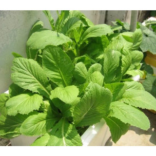 20g Hạt giống Cải Bẹ Xanh Mỡ ( ăn bánh xèo hay cuốn thịt luộc đều ngon, rau mềm không đắng )