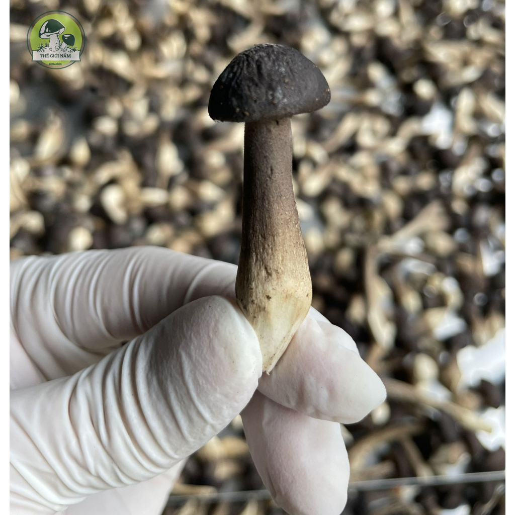 Nấm Mối Đen Sấy Thăng Hoa
