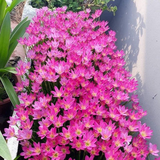 chậu 10 cây hoa Tóc Tiên (Cây Huệ Mưa,Cây Phong Huệ)