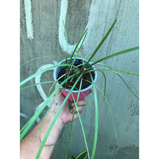 chậu 10 cây hoa Tóc Tiên (Cây Huệ Mưa,Cây Phong Huệ)