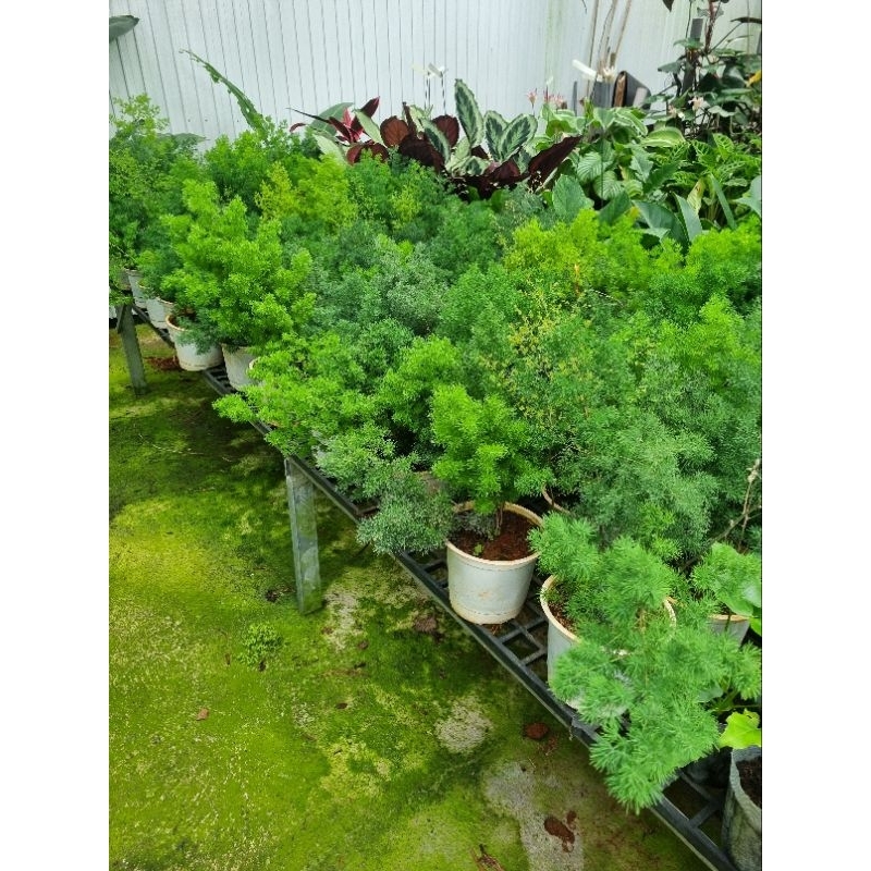 Cây tùng nho size lớn - cây làm cảnh, để bàn, làm phụ liệu cắm hoa