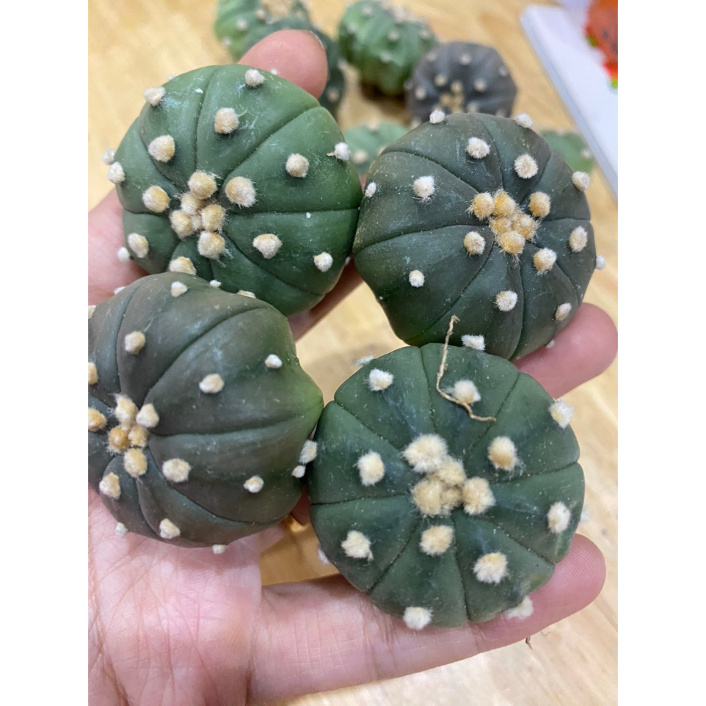 Sale xả kho - Xương Rồng Aster Size 4-5cm giá rẻ chỉ  tù 15K. Ship cây trần.