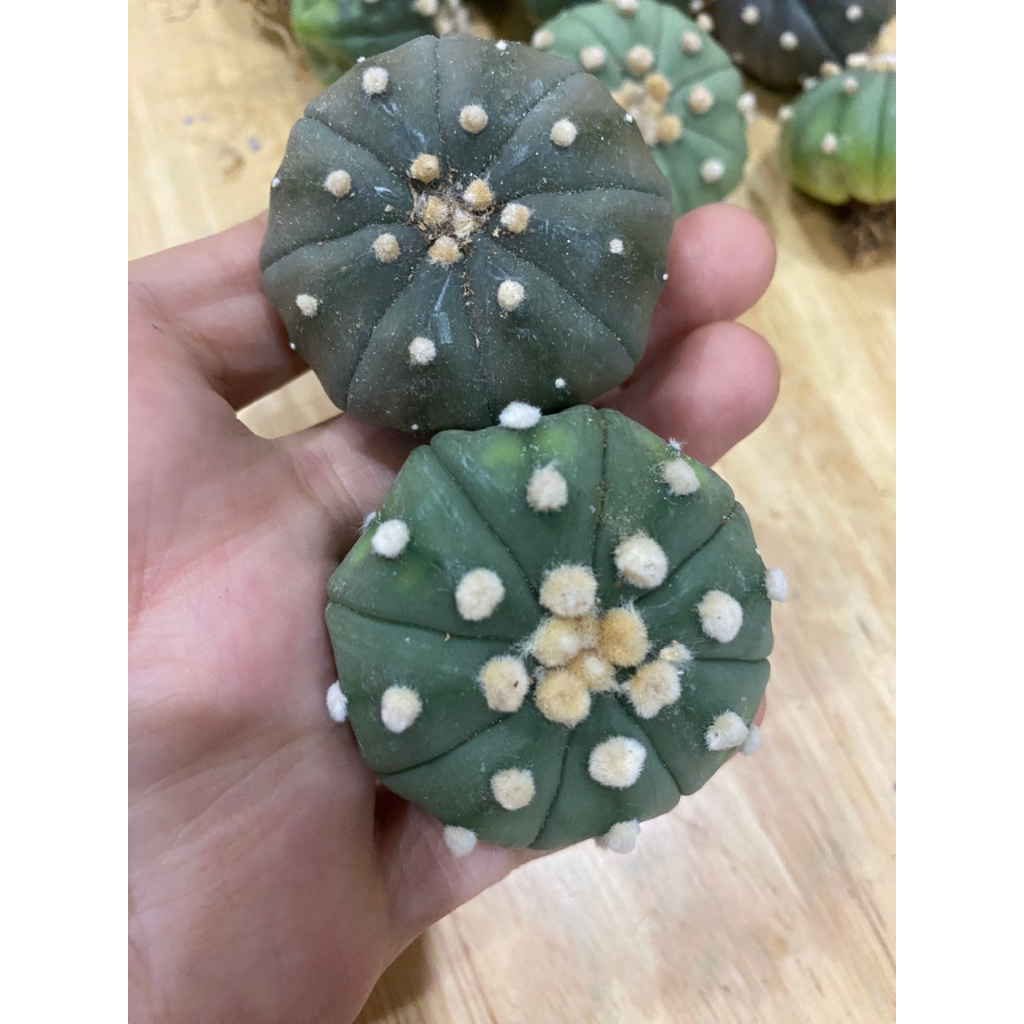 Sale xả kho - Xương Rồng Aster Size 4-5cm giá rẻ chỉ  tù 15K. Ship cây trần.
