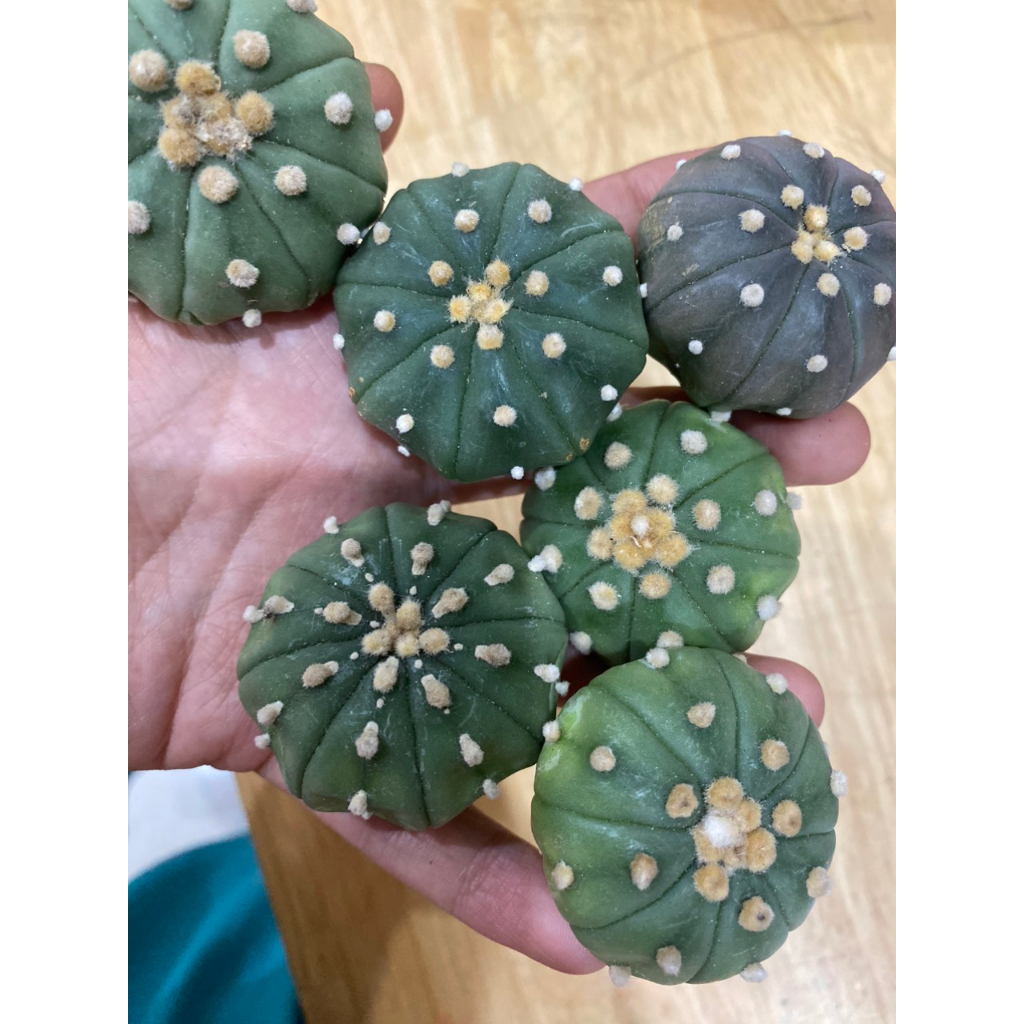 Sale xả kho - Xương Rồng Aster Size 4-5cm giá rẻ chỉ  tù 15K. Ship cây trần.