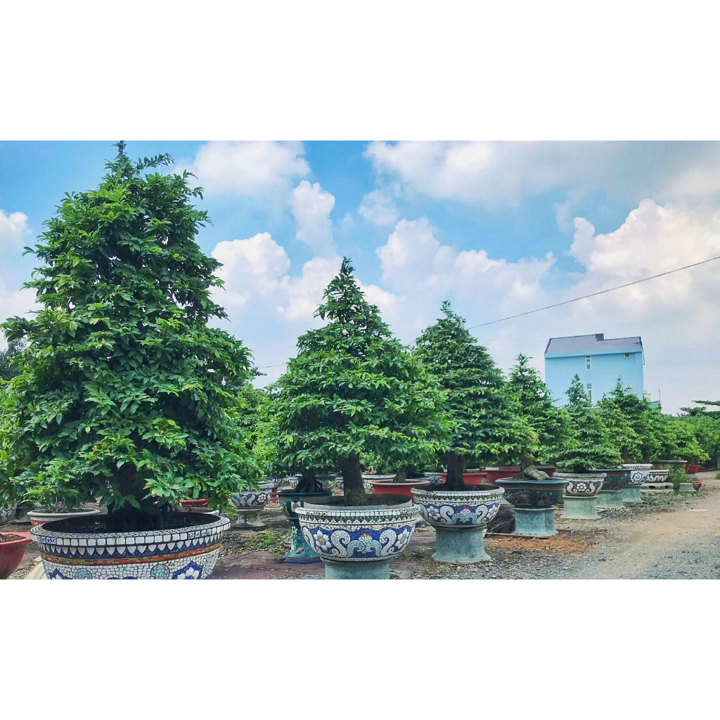 1Kg Phân bón Hữu cơ viên nở nhập khẩu Nhật Bản  cho rau sạch hoa cây cảnh cây ăn trái