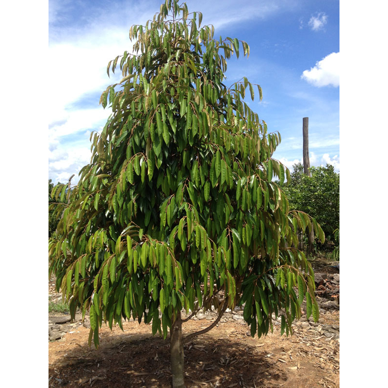 1Kg Phân bón Hữu cơ viên nở nhập khẩu Nhật Bản  cho rau sạch hoa cây cảnh cây ăn trái