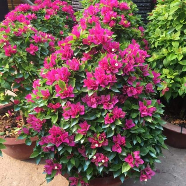 1Kg Phân bón Hữu cơ viên nở nhập khẩu Nhật Bản  cho rau sạch hoa cây cảnh cây ăn trái