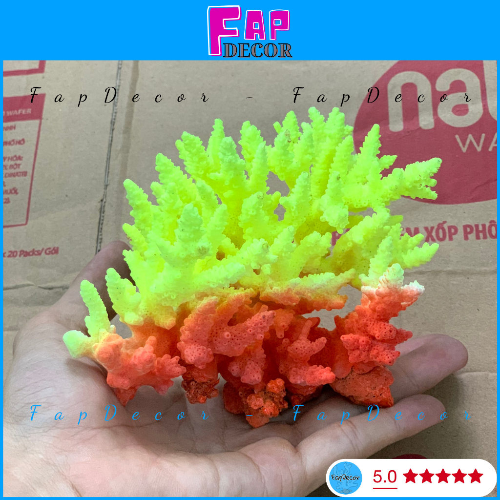 SAN HÔ BÔNG RẠN PHONG THỦY  BIỂN THIÊN NHIÊN PHỐI NHIỀU MÀU TRANG TRÍ THỦY SINH SET UP BỂ CÁ -  FAPDECOR