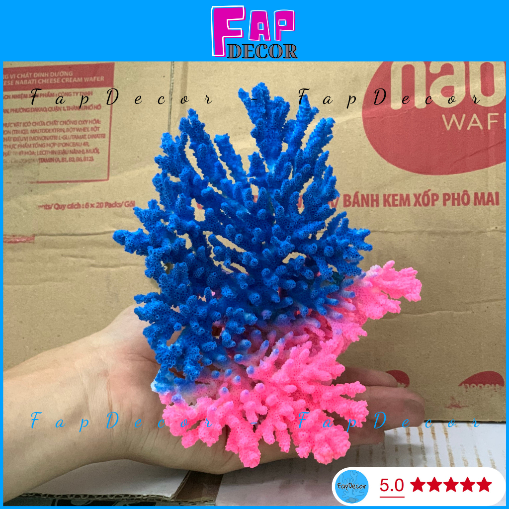 SAN HÔ BÔNG RẠN PHONG THỦY  BIỂN THIÊN NHIÊN PHỐI NHIỀU MÀU TRANG TRÍ THỦY SINH SET UP BỂ CÁ -  FAPDECOR