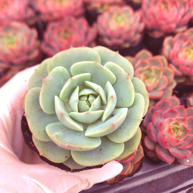 Siêu giảm giá sen đá bông hồng kim sz bầu