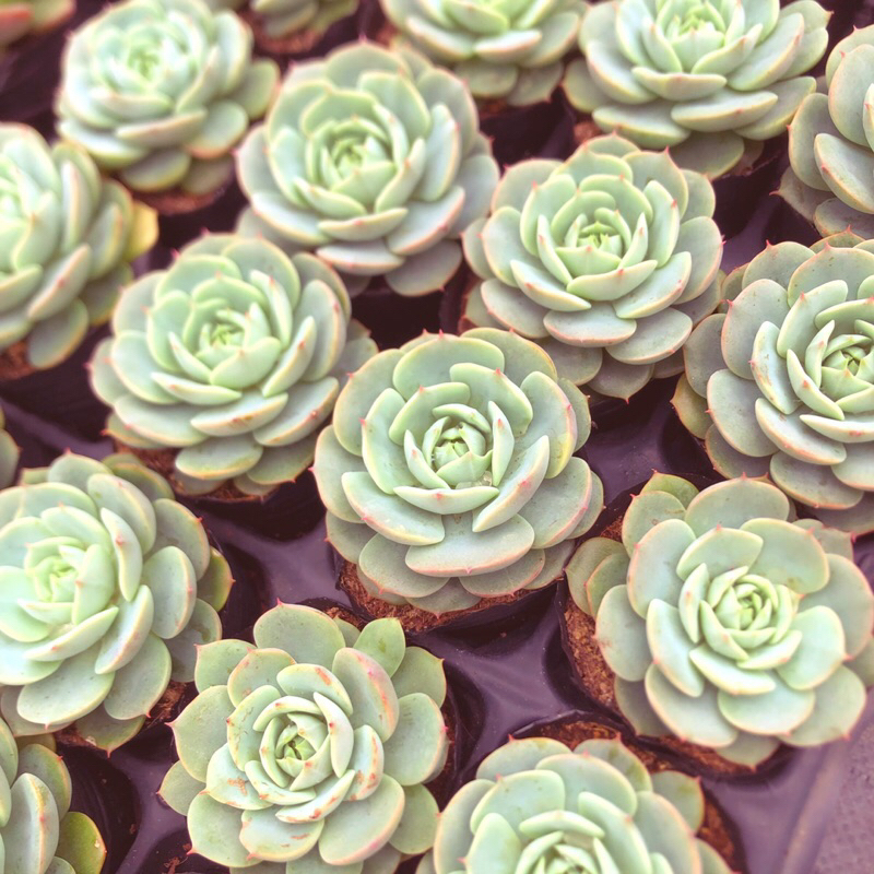 Siêu giảm giá sen đá bông hồng kim sz bầu