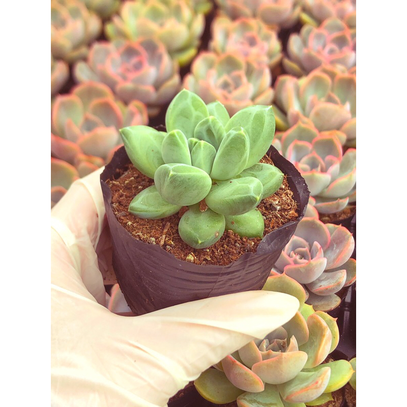 Siêu sen đá kim cương vân trắng form nhỏ sz bầu