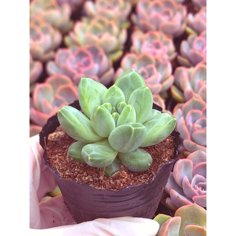 Siêu sen đá kim cương vân trắng form nhỏ sz bầu