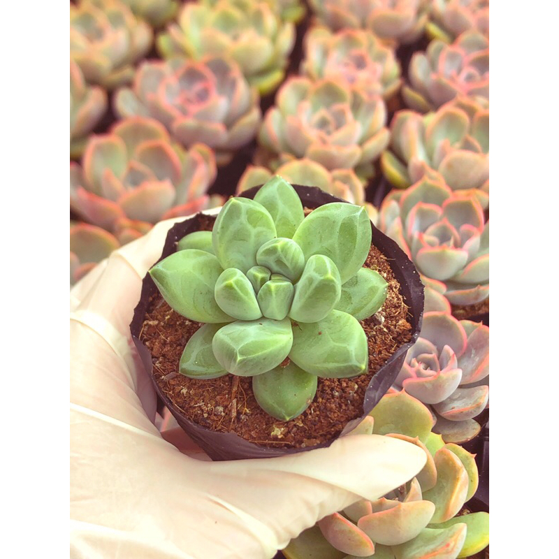 Siêu sen đá kim cương vân trắng form nhỏ sz bầu