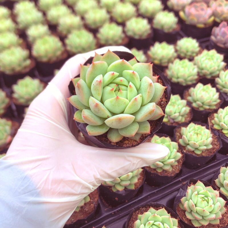 Siếu giảm giá bánh bao mini sz bầu