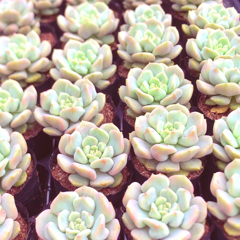 Siêu sen đá giống mới cúc trái tim sz bầu