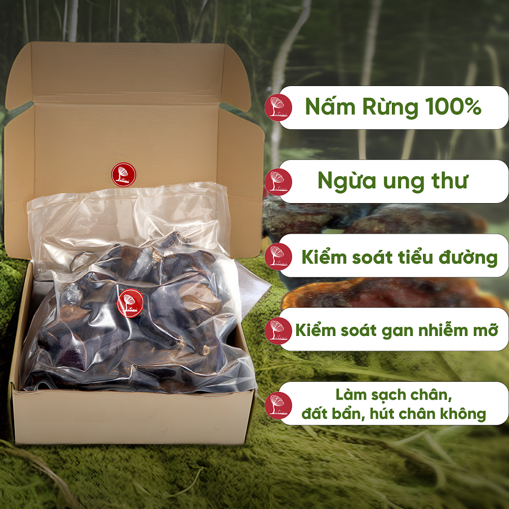 NẤM LIM XANH RỪNG tự nhiên hút chân không hỗ trợ ung thu, tieu duong - Latini