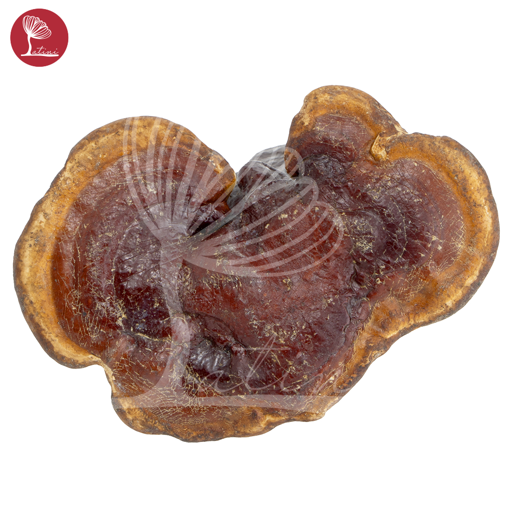 NẤM LIM XANH RỪNG tự nhiên hút chân không hỗ trợ ung thu, tieu duong - Latini