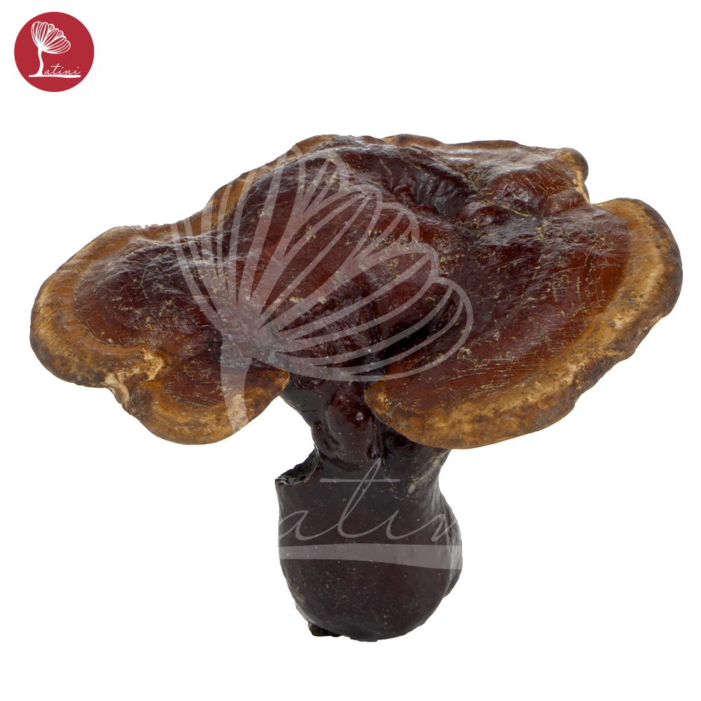 NẤM LIM XANH RỪNG tự nhiên hút chân không hỗ trợ ung thu, tieu duong - Latini