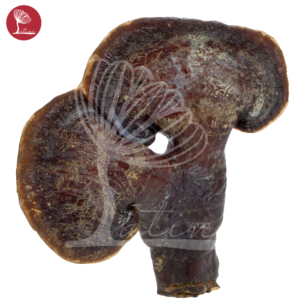 NẤM LIM XANH RỪNG tự nhiên hút chân không hỗ trợ ung thu, tieu duong - Latini