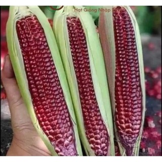 Hạt giống bắp tím đỏ_ gói 10gr