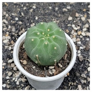 Xương rồng Matu hàng hạt size ~5cm hoa cam đỏ