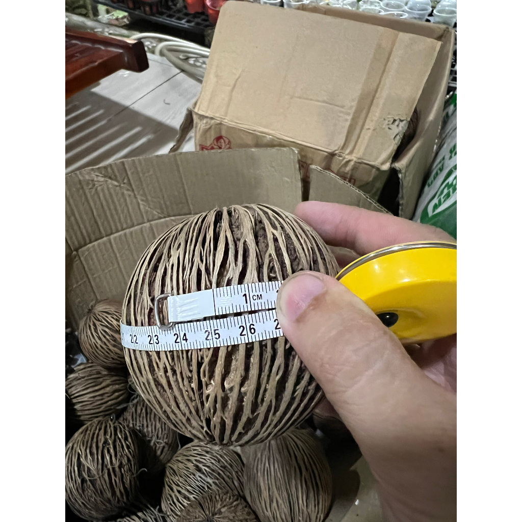 Trái dừa decor thái lan nhập khẩu...