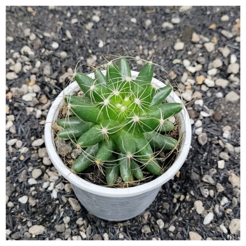 Xương rồng Mami chuối hoa vàng ~6cm
