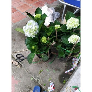 Cẩm tú cầu