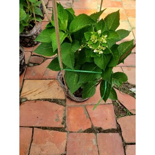 Cẩm tú cầu