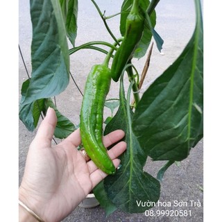 Cây ớt ngọt, đang trái.