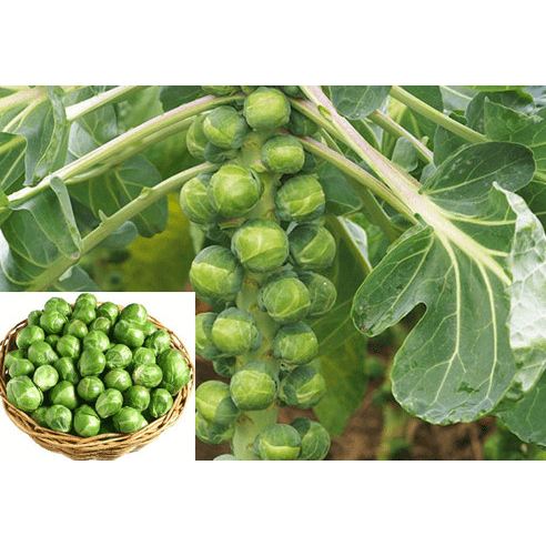 30 Hạt giống bắp cải mini ( bắp cải tý hon)
