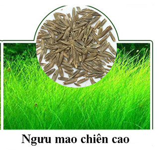 Hạt giống cỏ thuỷ sinh 5gram và đất trồng