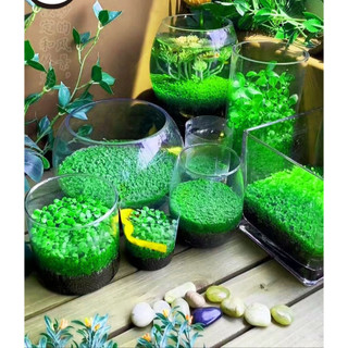 Hạt giống cỏ thuỷ sinh 5gram và đất trồng