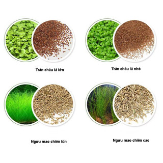 Hạt giống cỏ thuỷ sinh 5gram và đất trồng