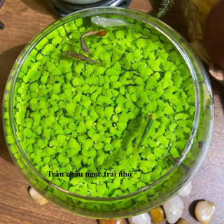 Hạt giống cỏ thuỷ sinh 5gram và đất trồng