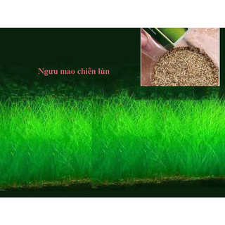 Hạt giống cỏ thuỷ sinh 5gram và đất trồng